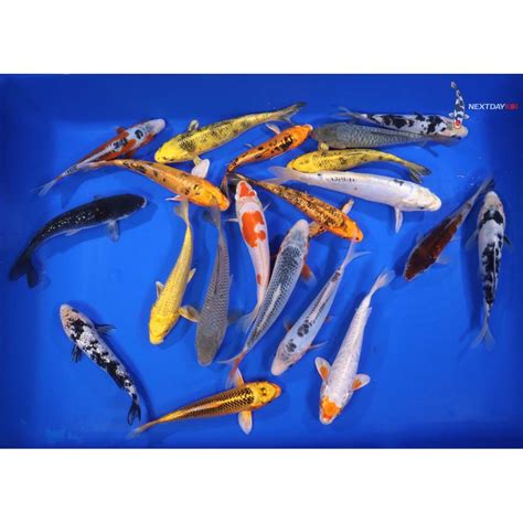 EFP Koi Lots .